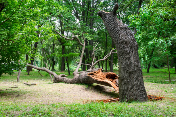 Tree and Shrub Care in Chalfont, PA